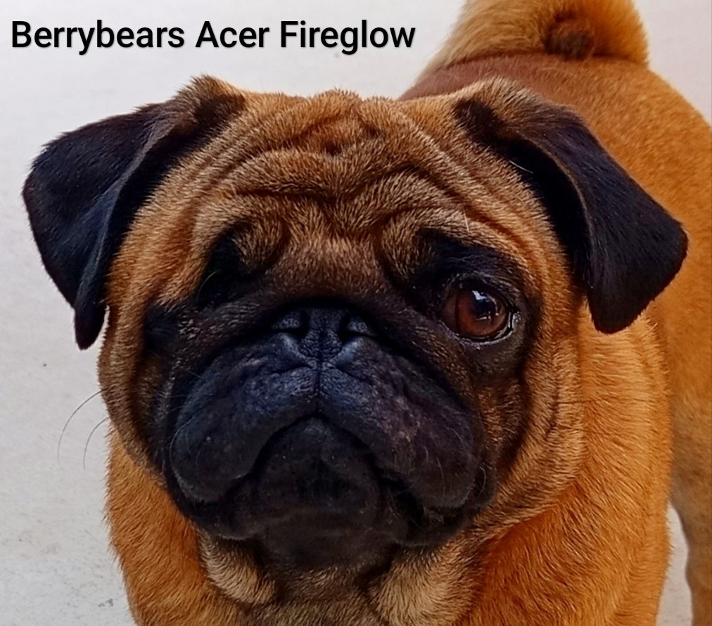 Berrybears Acer Fireglow
