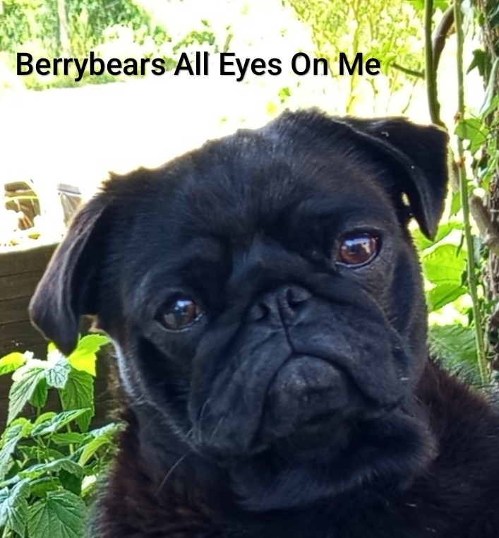 Berrybears All eyes on me