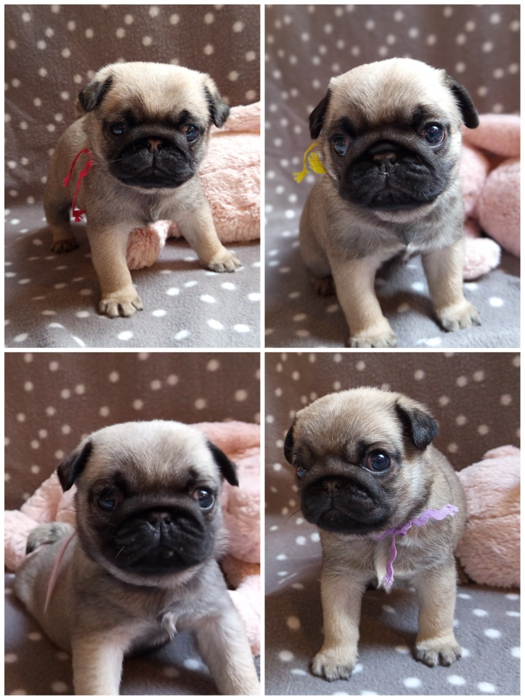 Berrybears - Carlin - Portée née le 20/09/2025