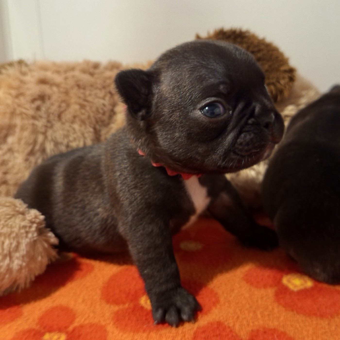 Berrybears - Chiots disponibles - Bouledogue français