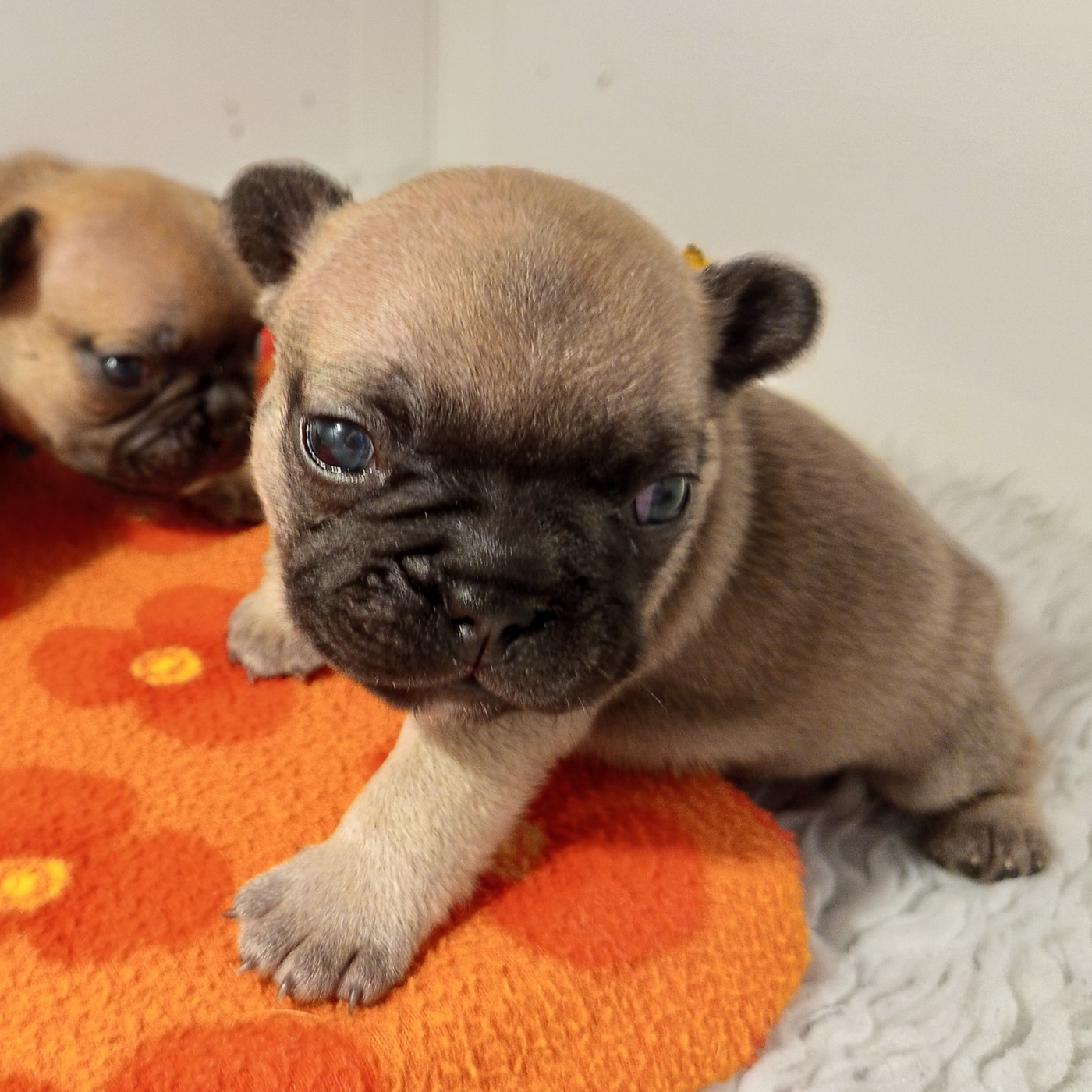 Berrybears - Chiots disponibles - Bouledogue français