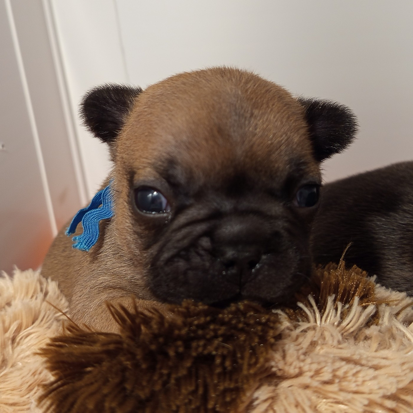 Berrybears - Chiots disponibles - Bouledogue français