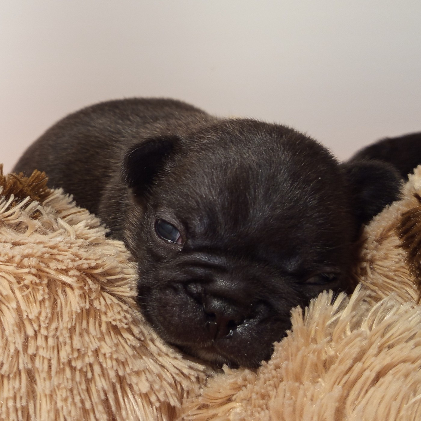 Berrybears - Chiots disponibles - Bouledogue français
