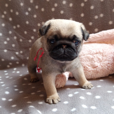 Berrybears A Star Is Born (Collier Rouge)