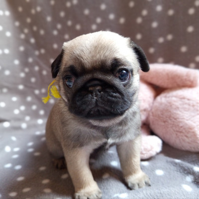 Berrybears Always In My Head (Collier Jaune)