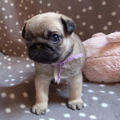 Berrybears Always And Forever (Collier Violet)