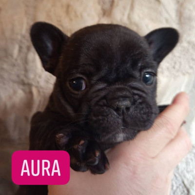 Berrybears Aura (Collier Rose)