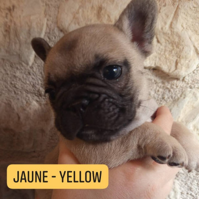 Berrybears Atlas (Collier Jaune)