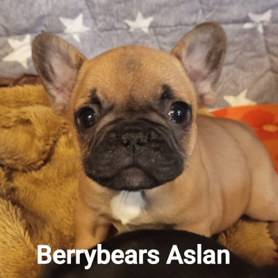 Berrybears Aslan (Collier Bleu)