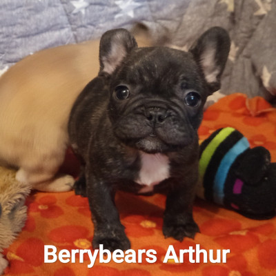 Berrybears Arthur (Collier Vert)